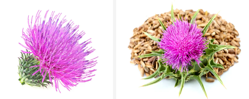 Bulk Milk Thistle Extract Powder